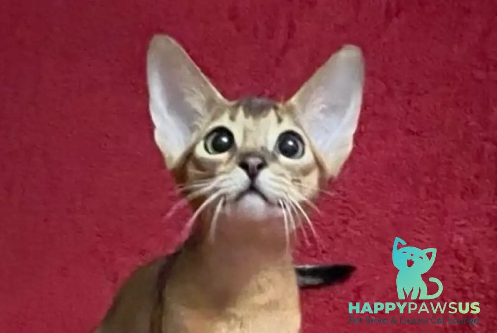 Auchan Abyssinian male black - live animals