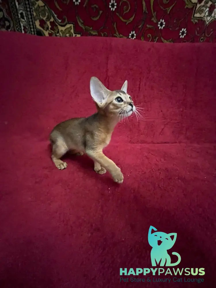 Auchan Abyssinian male black - live animals