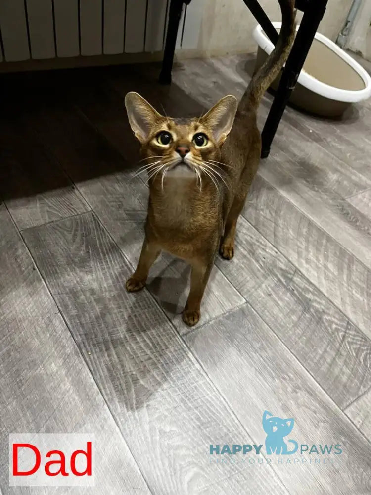 Auchan Abyssinian male black - live animals