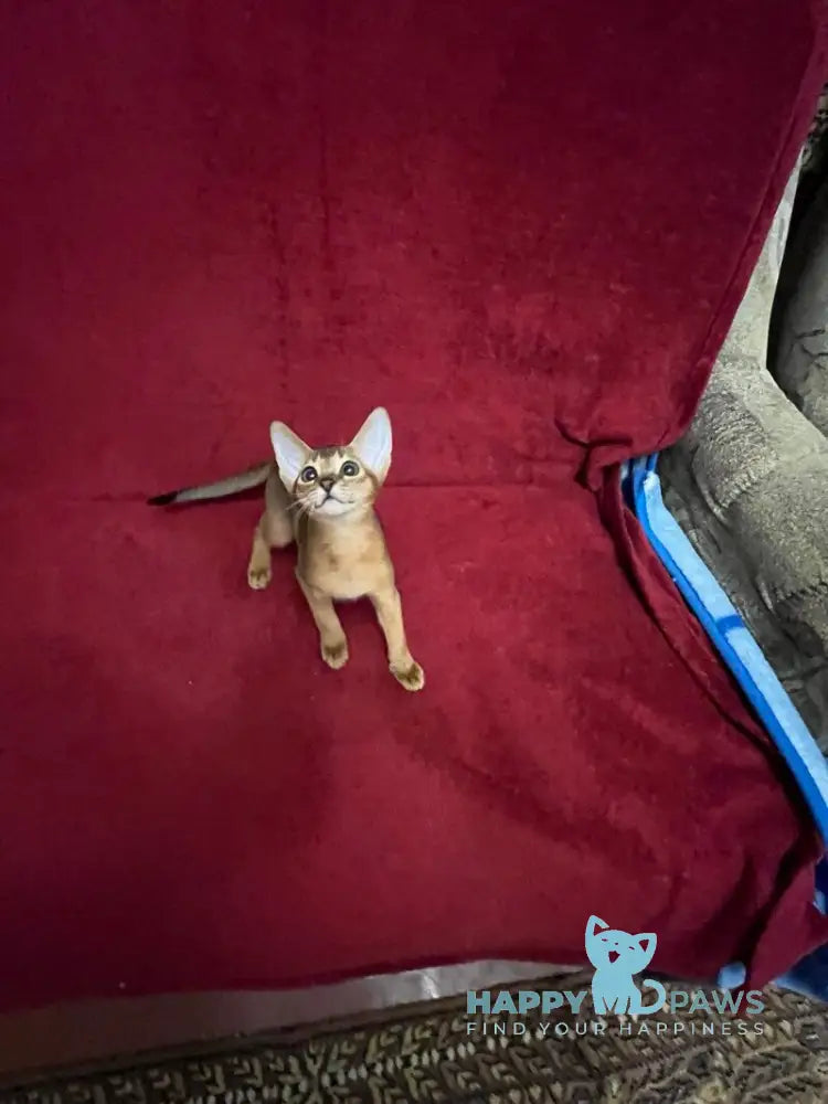 Auchan Abyssinian male black - live animals