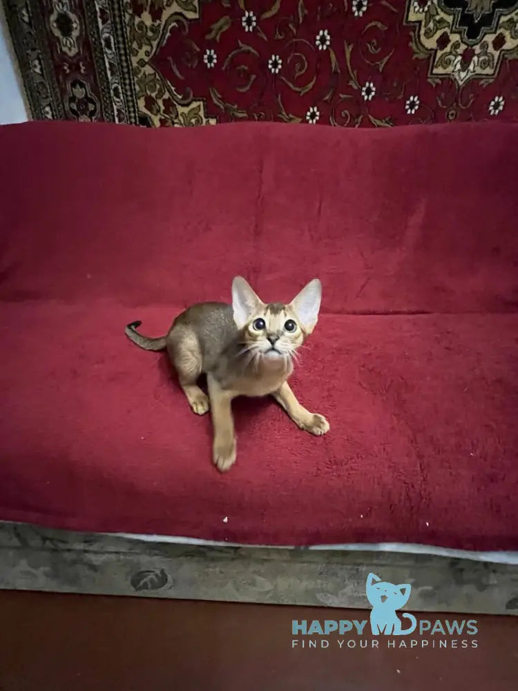 Auchan Abyssinian male black - live animals