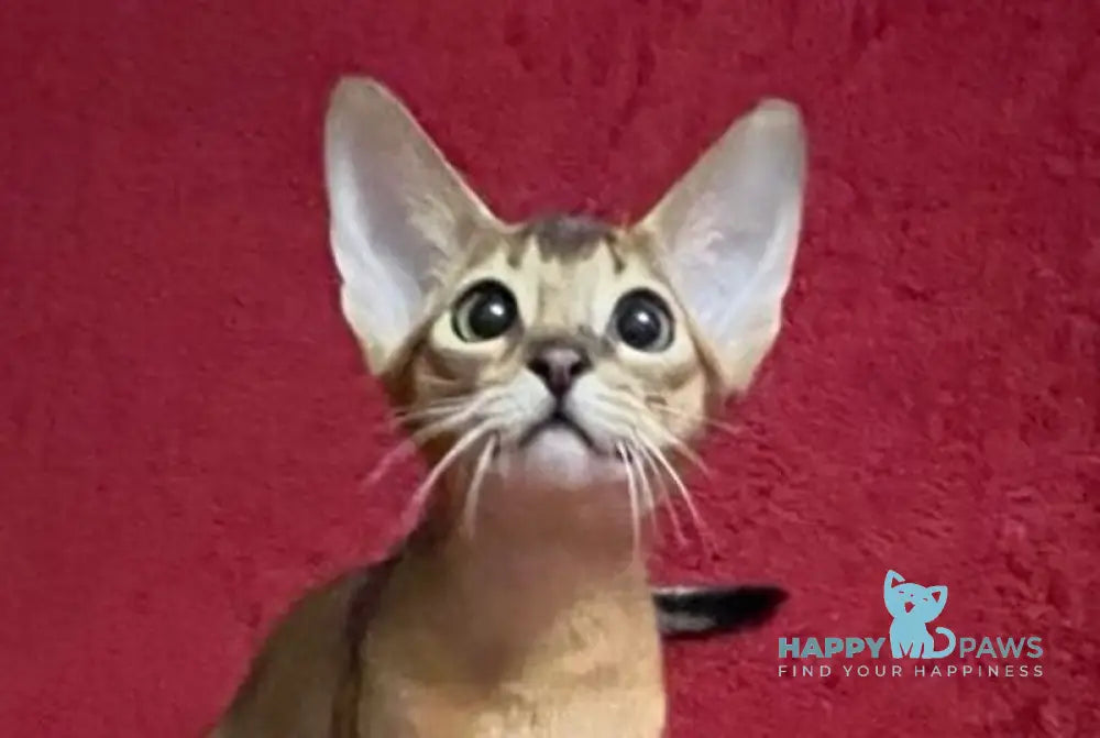 Auchan Abyssinian male black - live animals