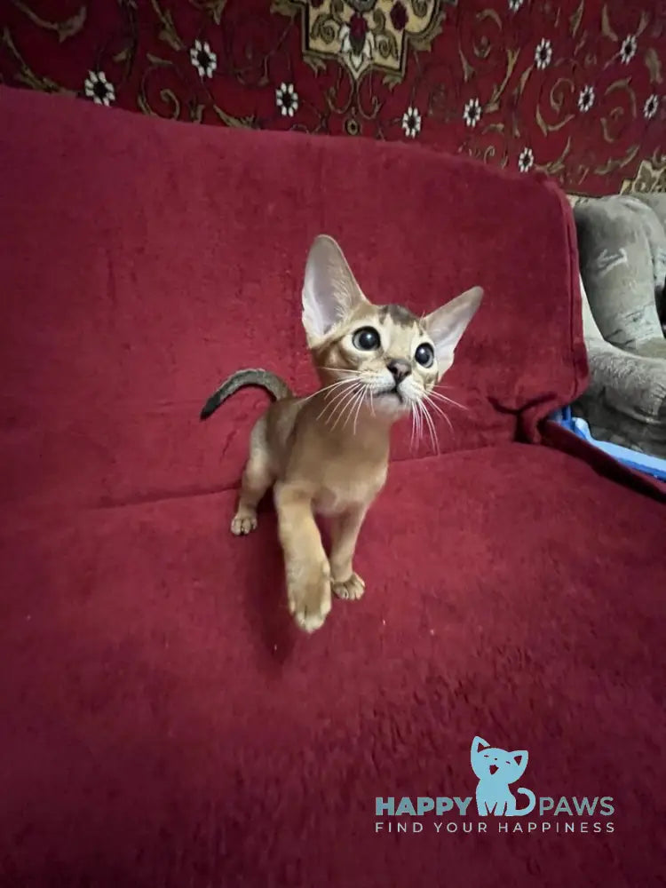Auchan Abyssinian male black - live animals