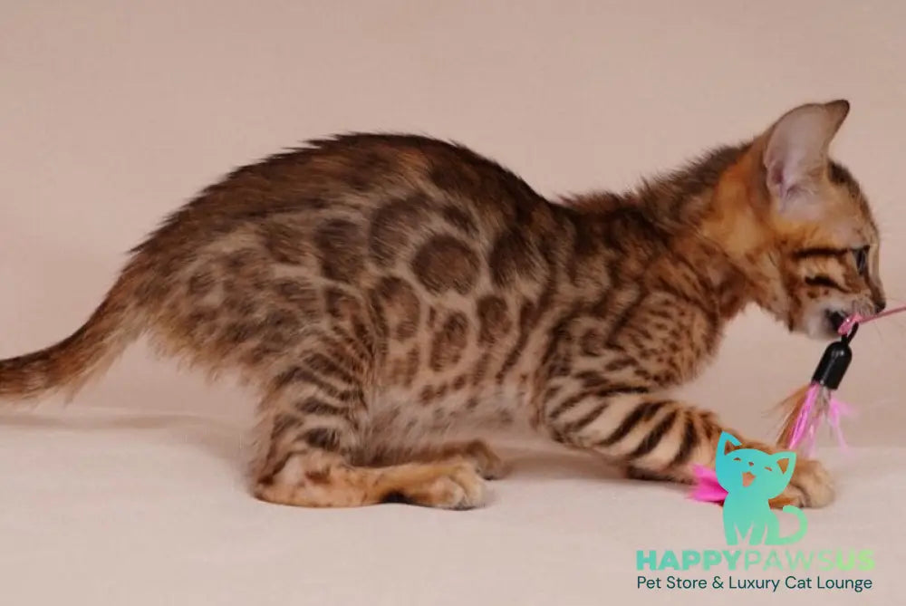 Aura Bengal male black spotted tabby - live animals