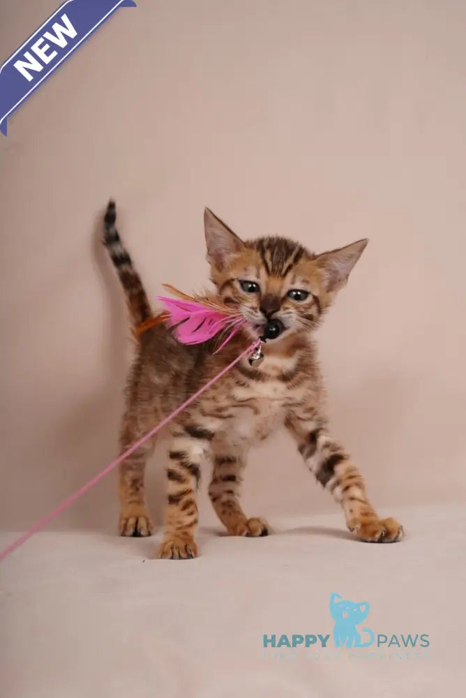 Aura Bengal male black spotted tabby - live animals