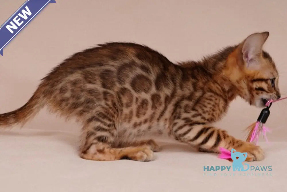 Aura Bengal male black spotted tabby - live animals