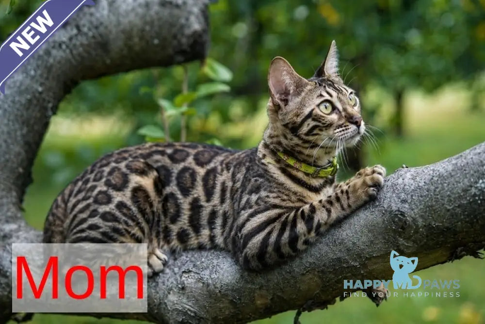 Aura Bengal male black spotted tabby - live animals