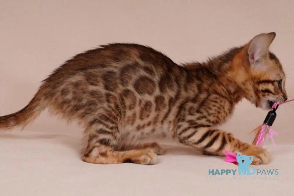 Aura Bengal male black spotted tabby - live animals