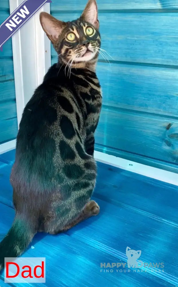 Aura Bengal male black spotted tabby - live animals