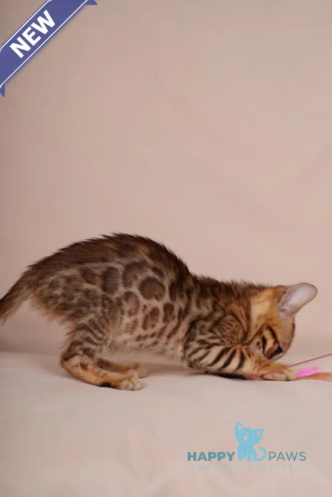 Aura Bengal male black spotted tabby - live animals