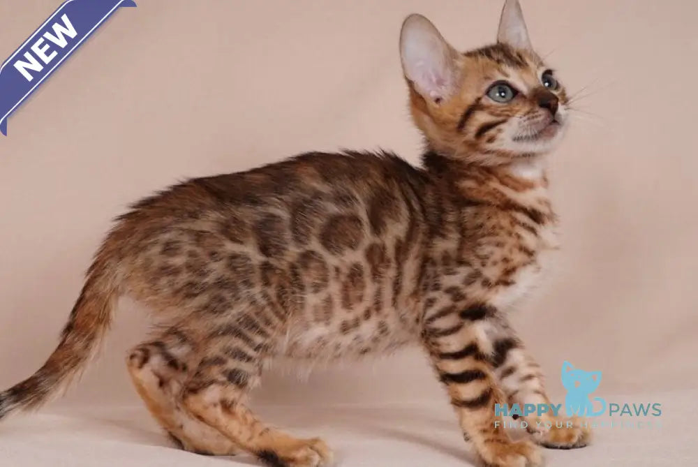 Aura Bengal male black spotted tabby - live animals