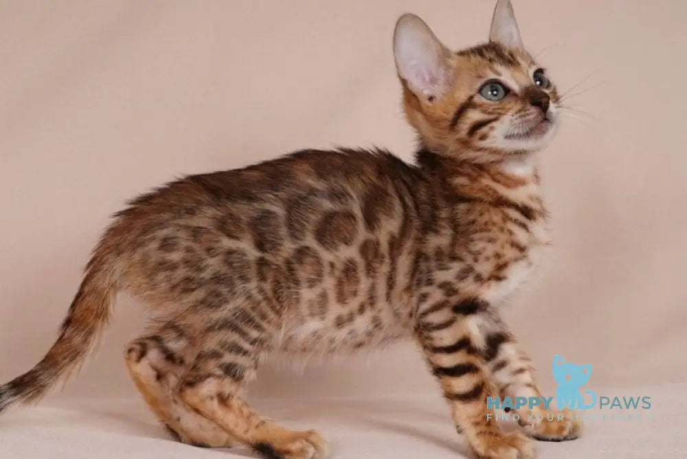 Aura Bengal male black spotted tabby - live animals