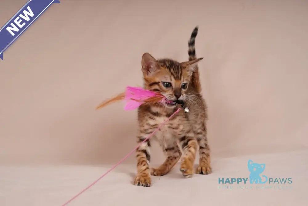 Aura Bengal male black spotted tabby - live animals