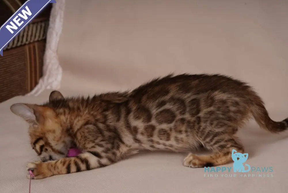Aura Bengal male black spotted tabby - live animals