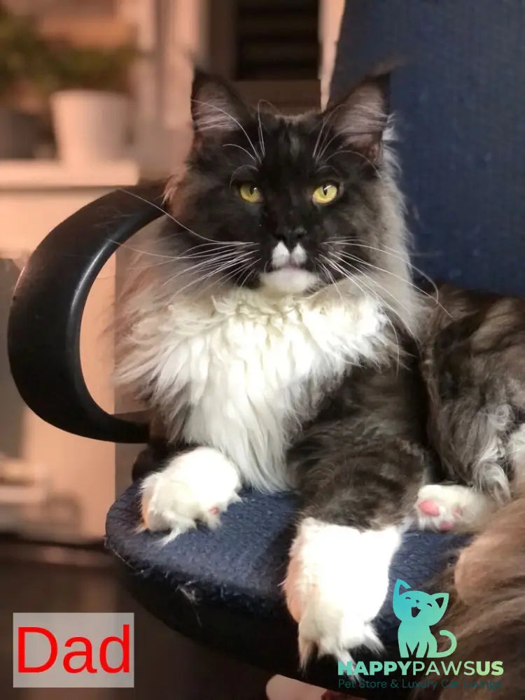 Aura Maine Coon female black silver - live animals