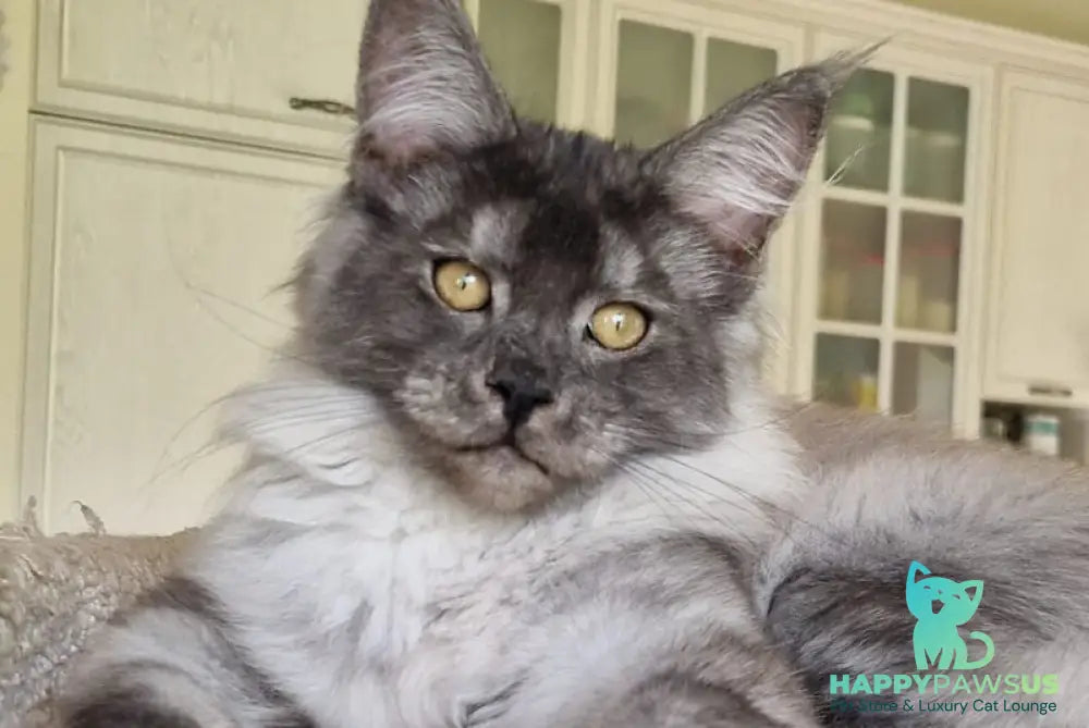 Aura Maine Coon female black silver - live animals