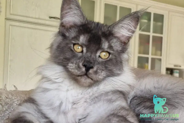 Aura Maine Coon female black silver - live animals