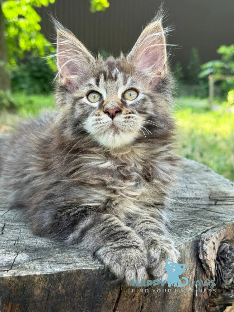 Aura Maine Coon female black tabby live animals