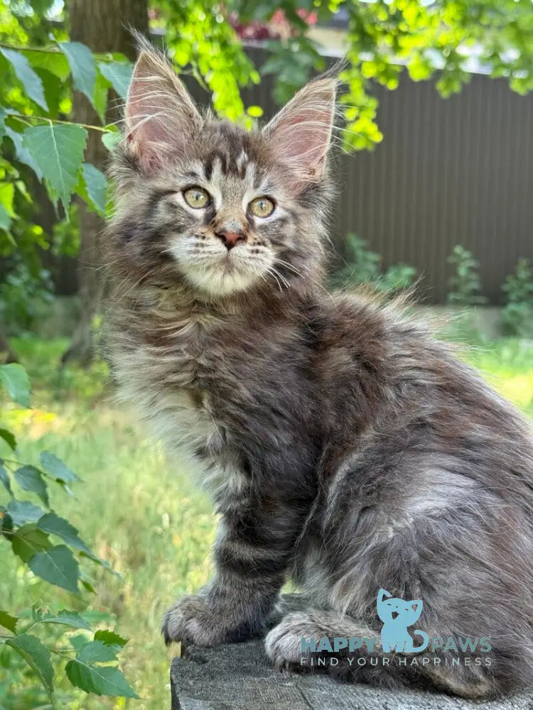Aura Maine Coon female black tabby live animals