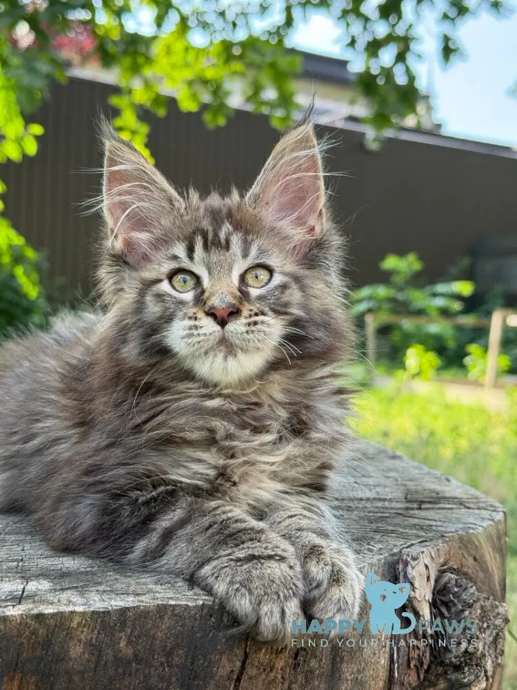 Aura Maine Coon female black tabby live animals