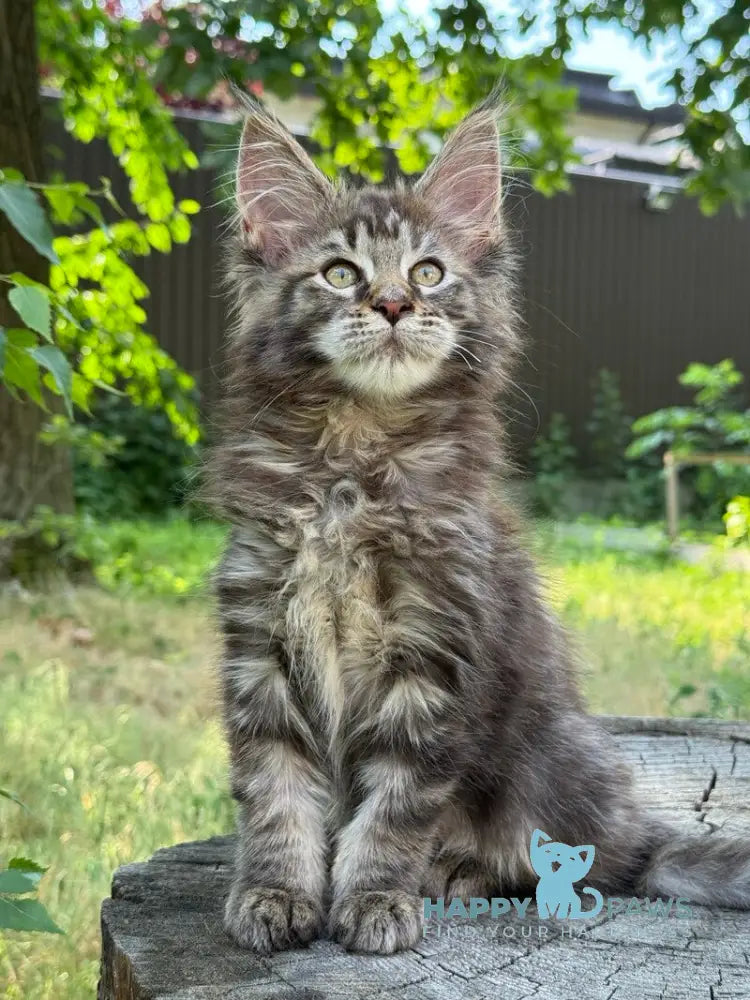 Aura Maine Coon female black tabby live animals