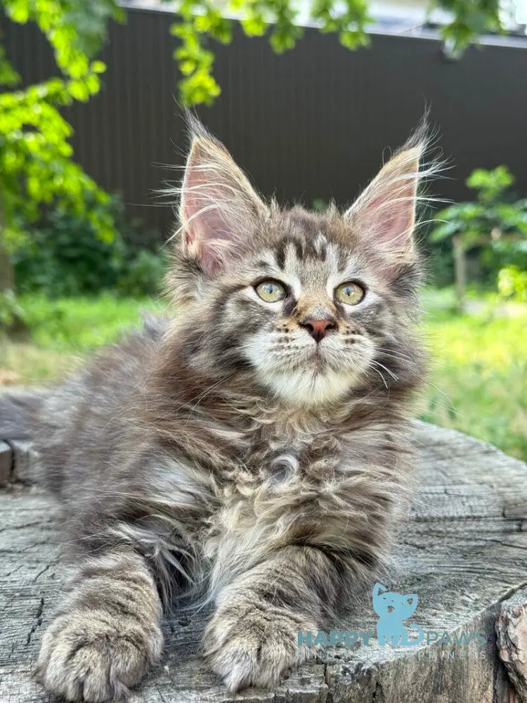 Aura Maine Coon female black tabby live animals