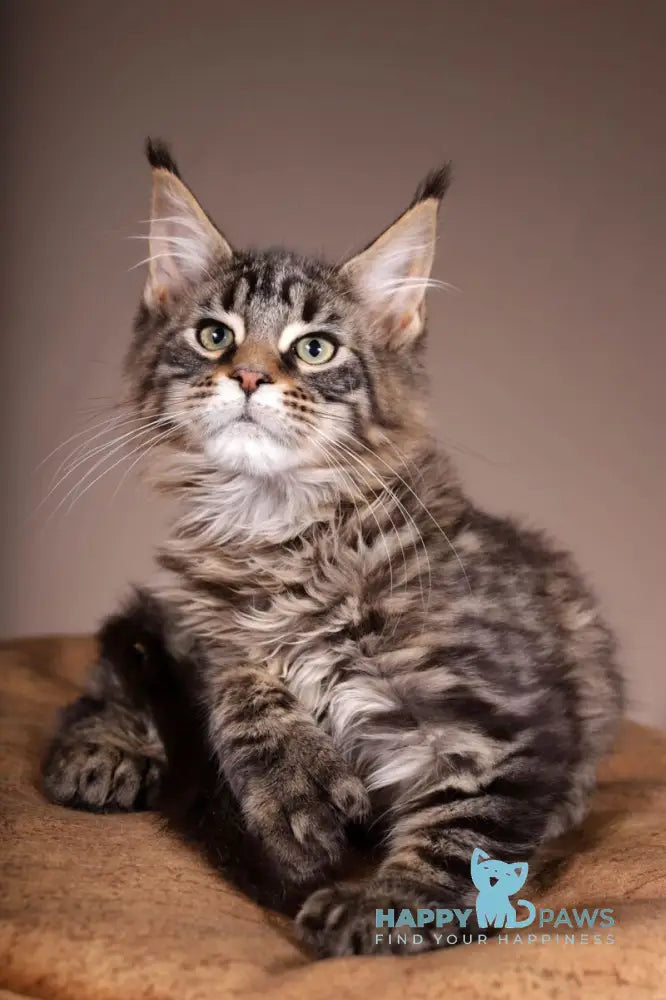 Aura Maine Coon polydactyl female black spotted tabby live animals