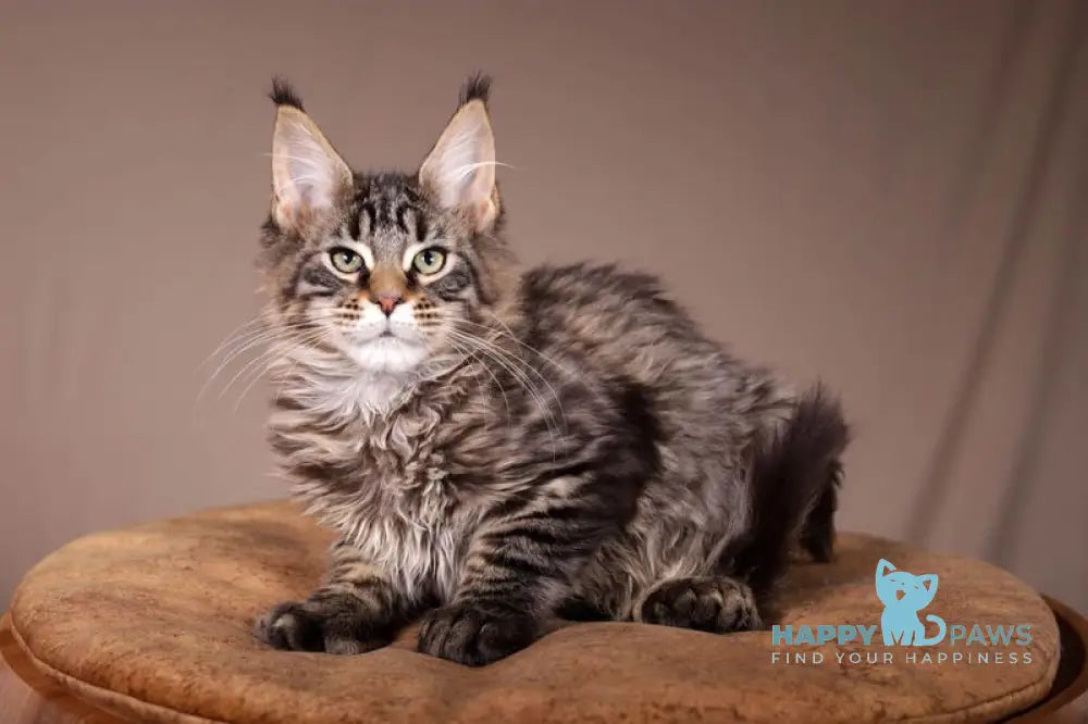 Aura Maine Coon polydactyl female black spotted tabby live animals