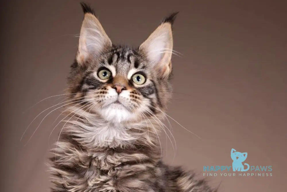 Aura Maine Coon polydactyl female black spotted tabby live animals