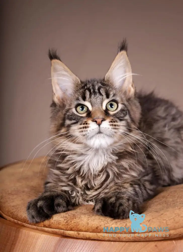 Aura Maine Coon polydactyl female black spotted tabby live animals