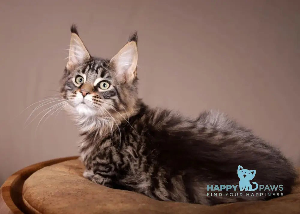 Aura Maine Coon polydactyl female black spotted tabby live animals