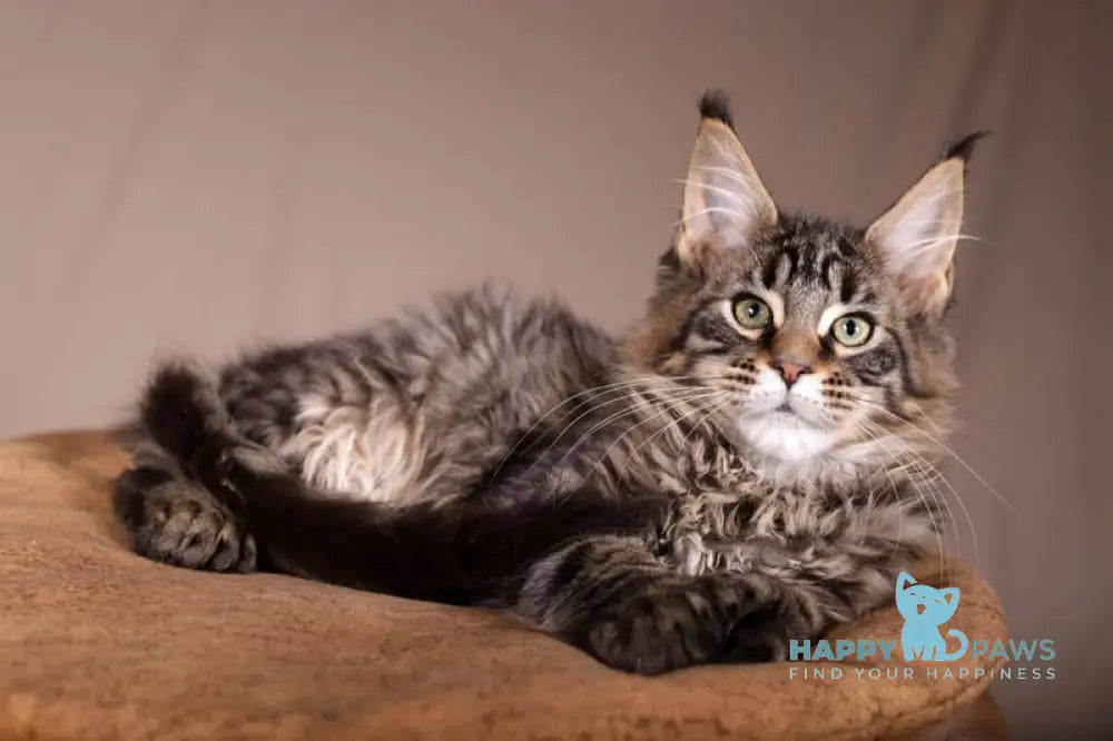 Aura Maine Coon polydactyl female black spotted tabby live animals