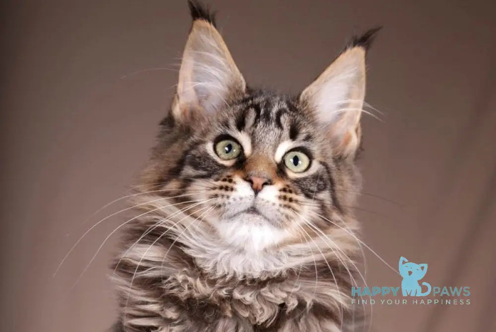 Aura Maine Coon polydactyl female black spotted tabby live animals