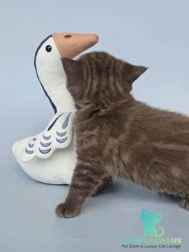 Aurelia British Shorthair female chocolate - live animals