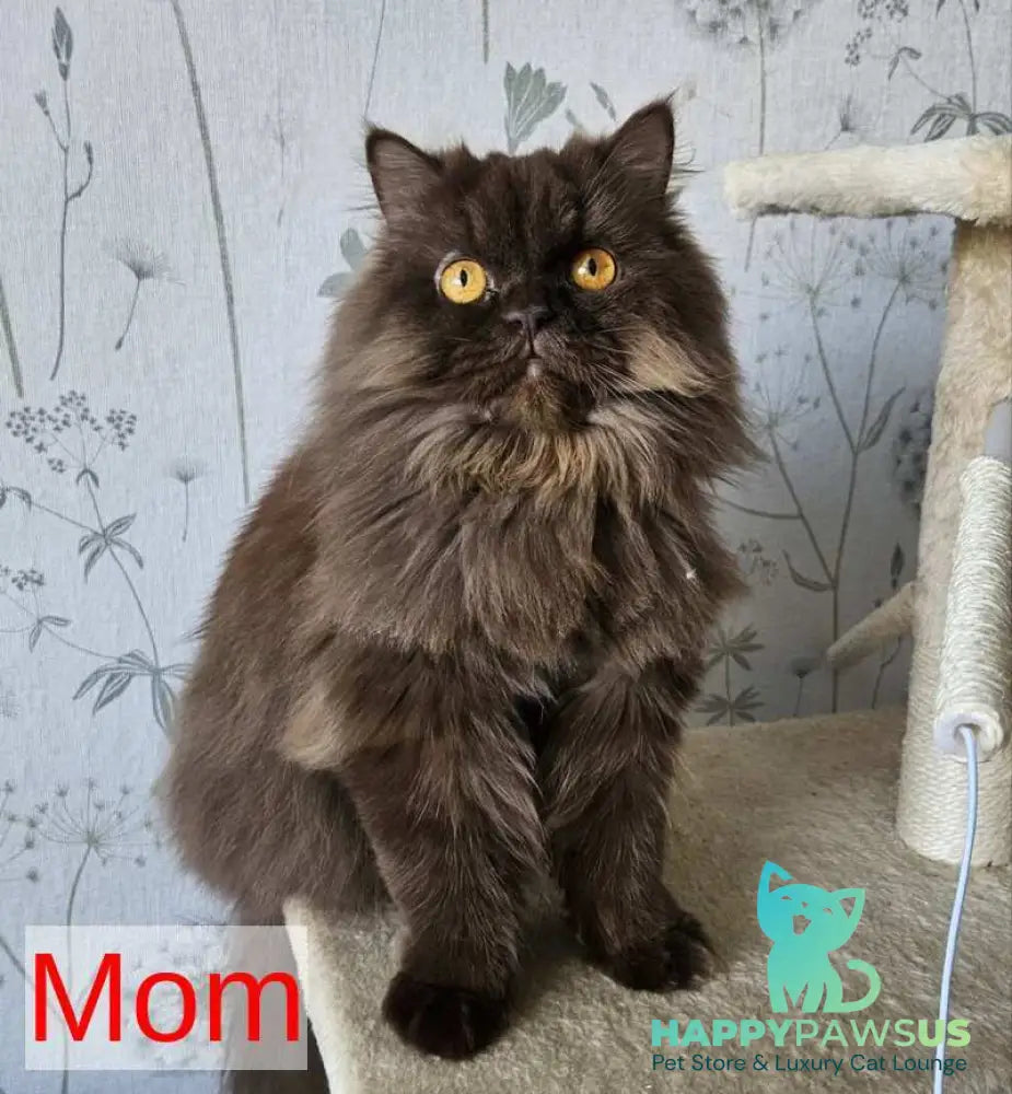 Aurelia British Shorthair female chocolate - live animals