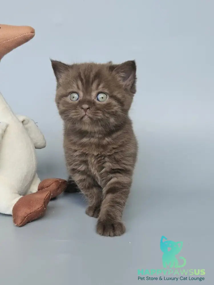 Aurelia British Shorthair female chocolate - live animals