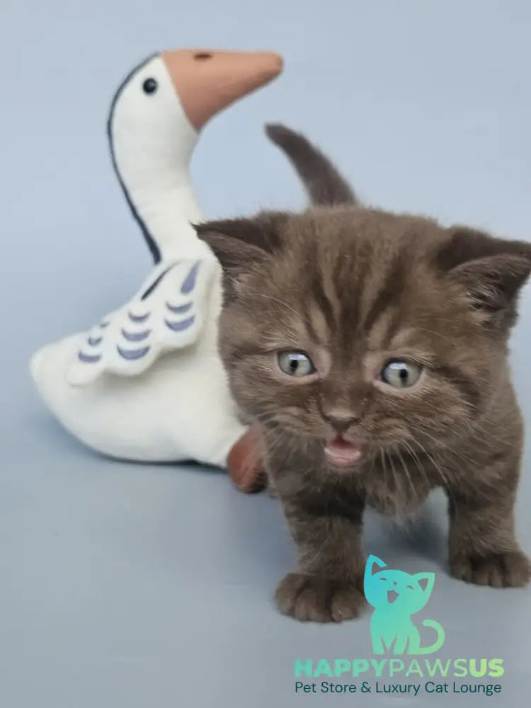 Aurelia British Shorthair female chocolate - live animals