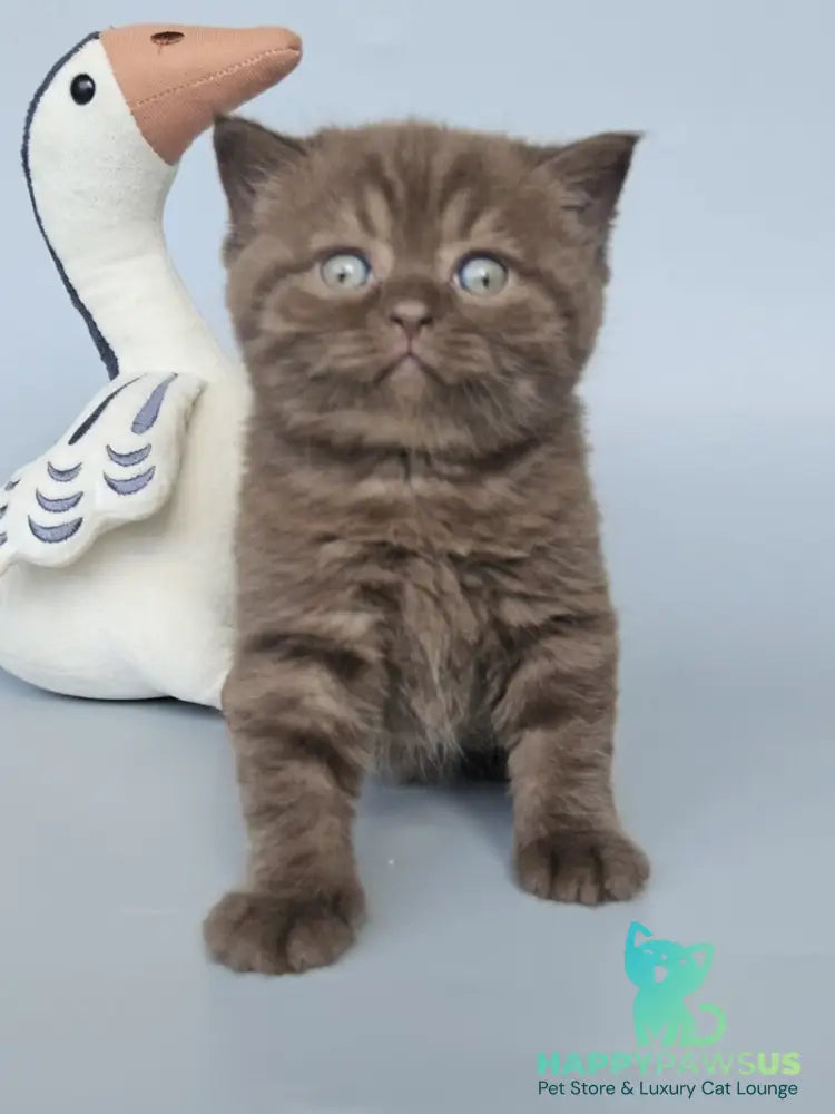 Aurelia British Shorthair female chocolate - live animals