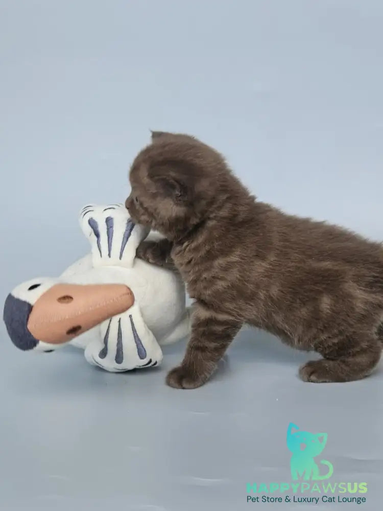 Aurelia British Shorthair female chocolate - live animals