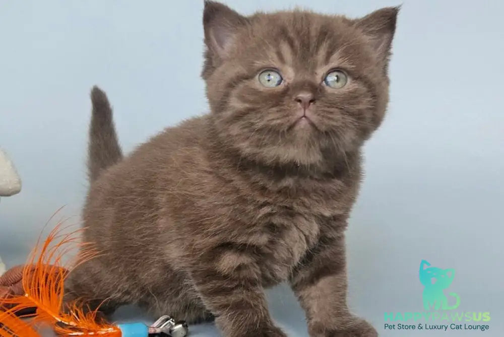 Aurelia British Shorthair female chocolate - live animals