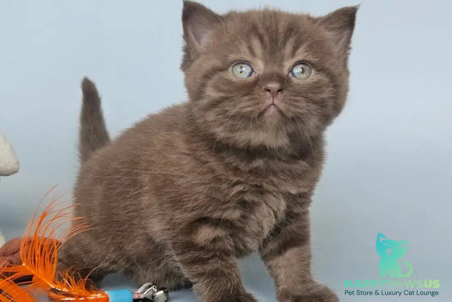 Aurelia British Shorthair female chocolate - live animals