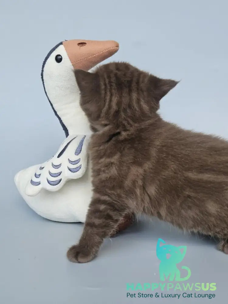 Aurelia British Shorthair female chocolate - live animals