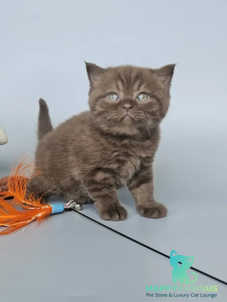 Aurelia British Shorthair female chocolate - live animals