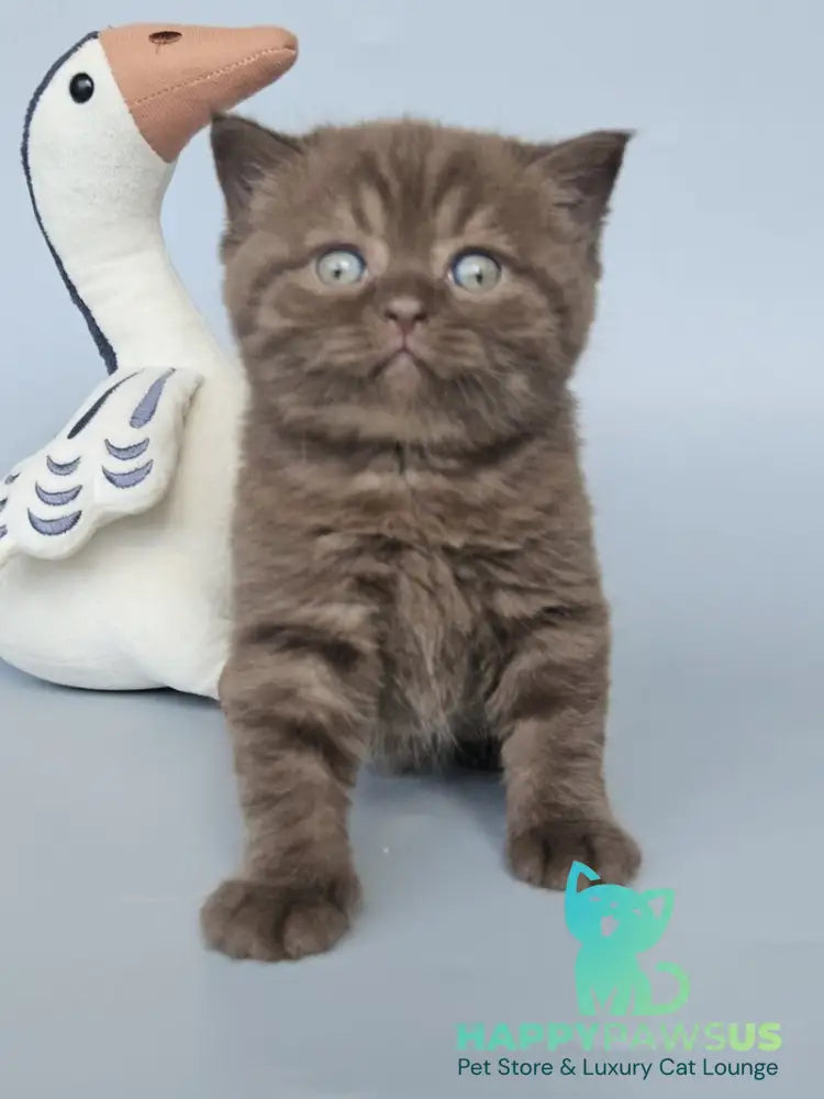 Aurelia British Shorthair female chocolate - live animals