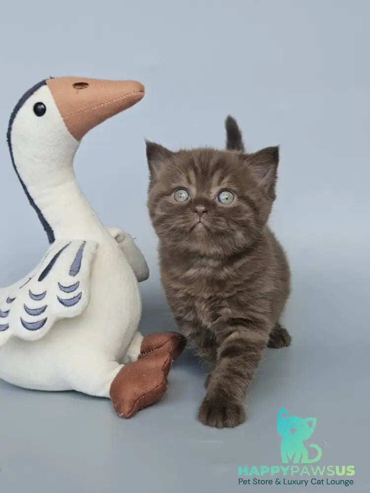 Aurelia British Shorthair female chocolate - live animals