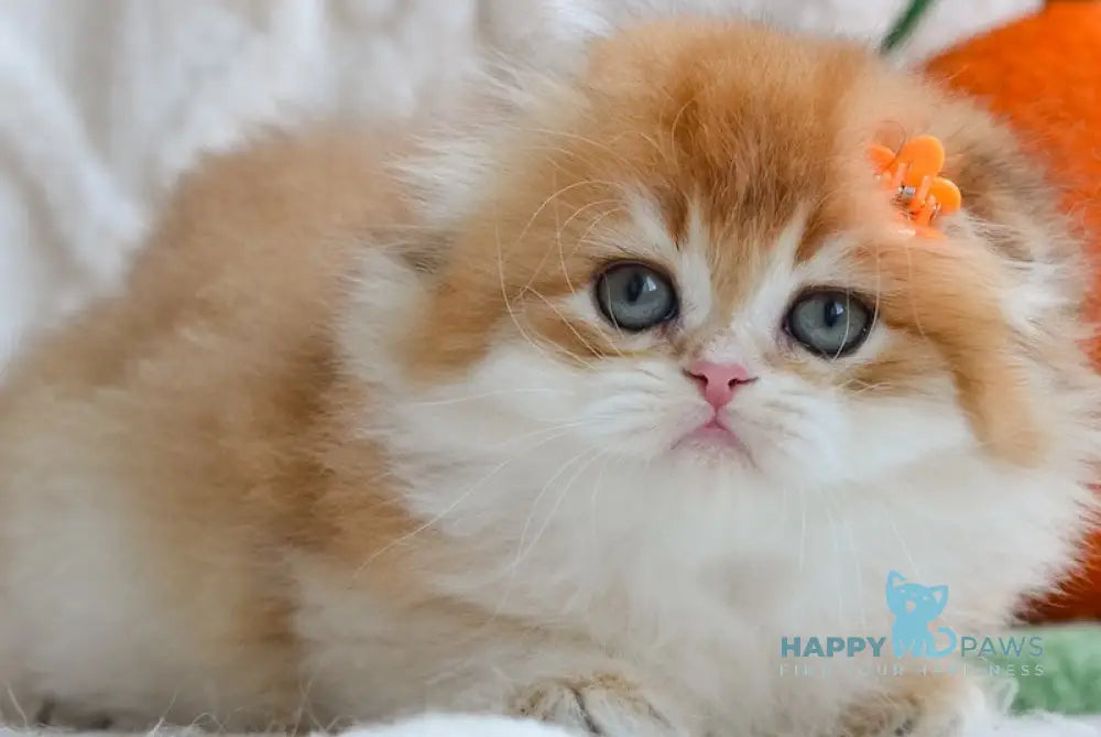 Aurelia Scottish Fold female black golden shaded live animals