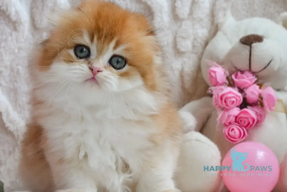 Aurelia Scottish Fold female black golden shaded live animals