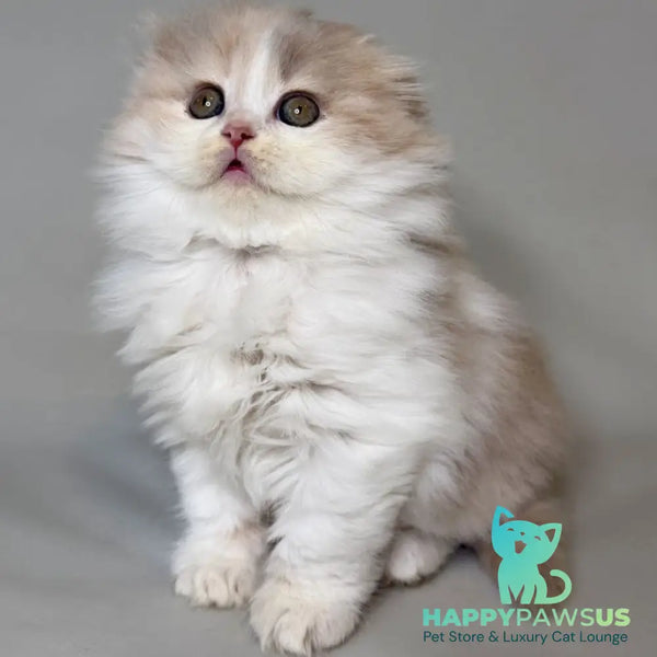 Aurelia Scottish Fold female fawn tortie bicolour - live animals