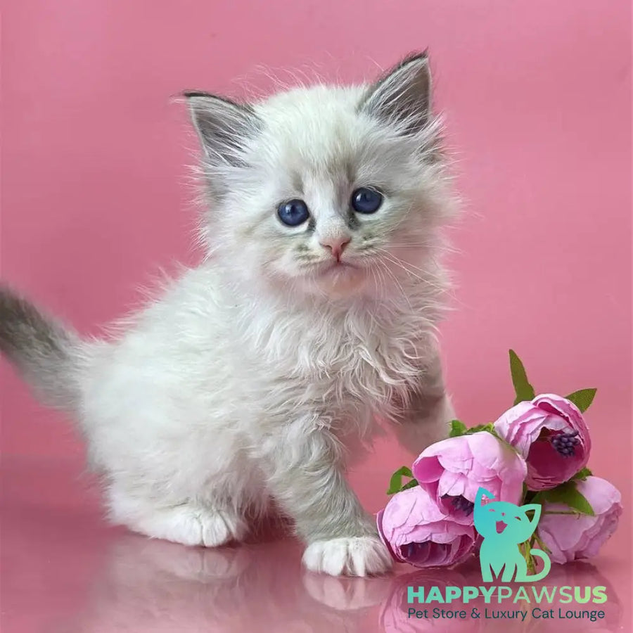 Aurelia Siberian female seal tabby pointed - live animals