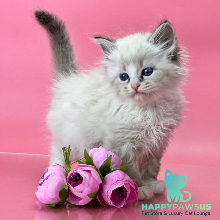 Aurelia Siberian female seal tabby pointed - live animals